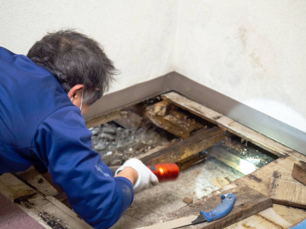 Best Attic Mold Removal  in Falmouth Foreside, ME