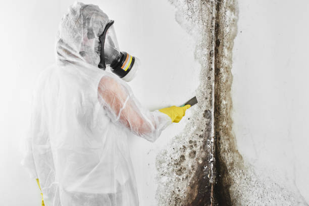 Mold Removal Process in Falmouth Foreside, ME