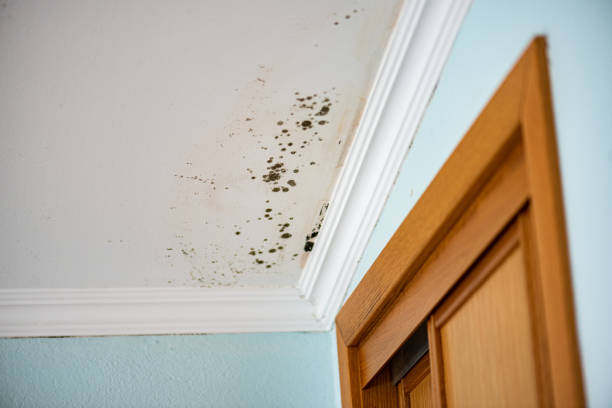 Best Fast Mold Removal  in Falmouth Foreside, ME