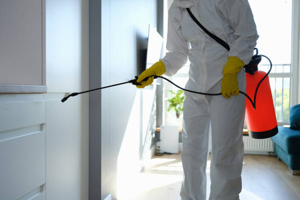 Best Commercial Mold Removal  in Falmouth Foreside, ME