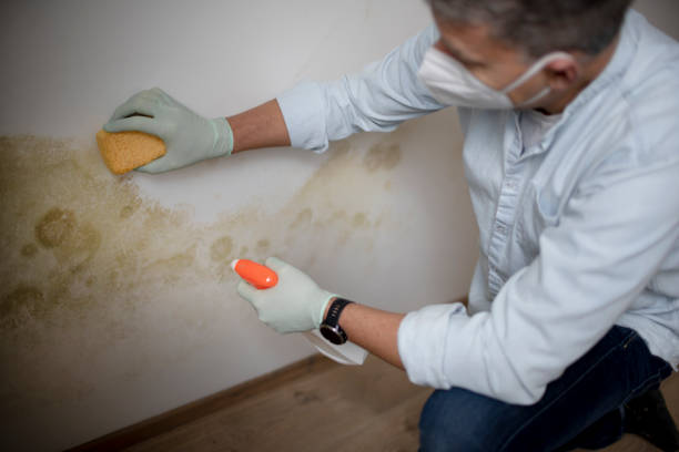 Best Emergency Mold Removal  in Falmouth Foreside, ME