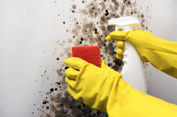 Best Best Mold Removal Companies  in Falmouth Foreside, ME