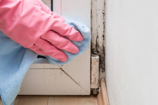 Attic Mold Removal in Falmouth Foreside, ME