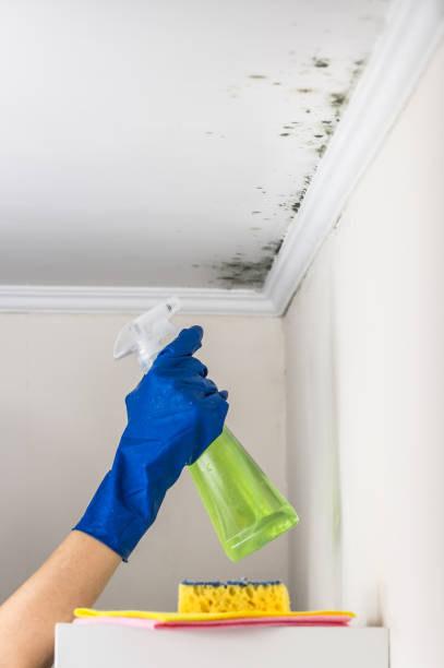 Best Mold Removal Process  in Falmouth Foreside, ME